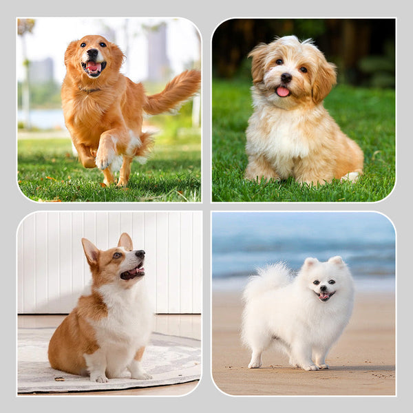 2 pár csúszásmentes, vízálló kutyazokni